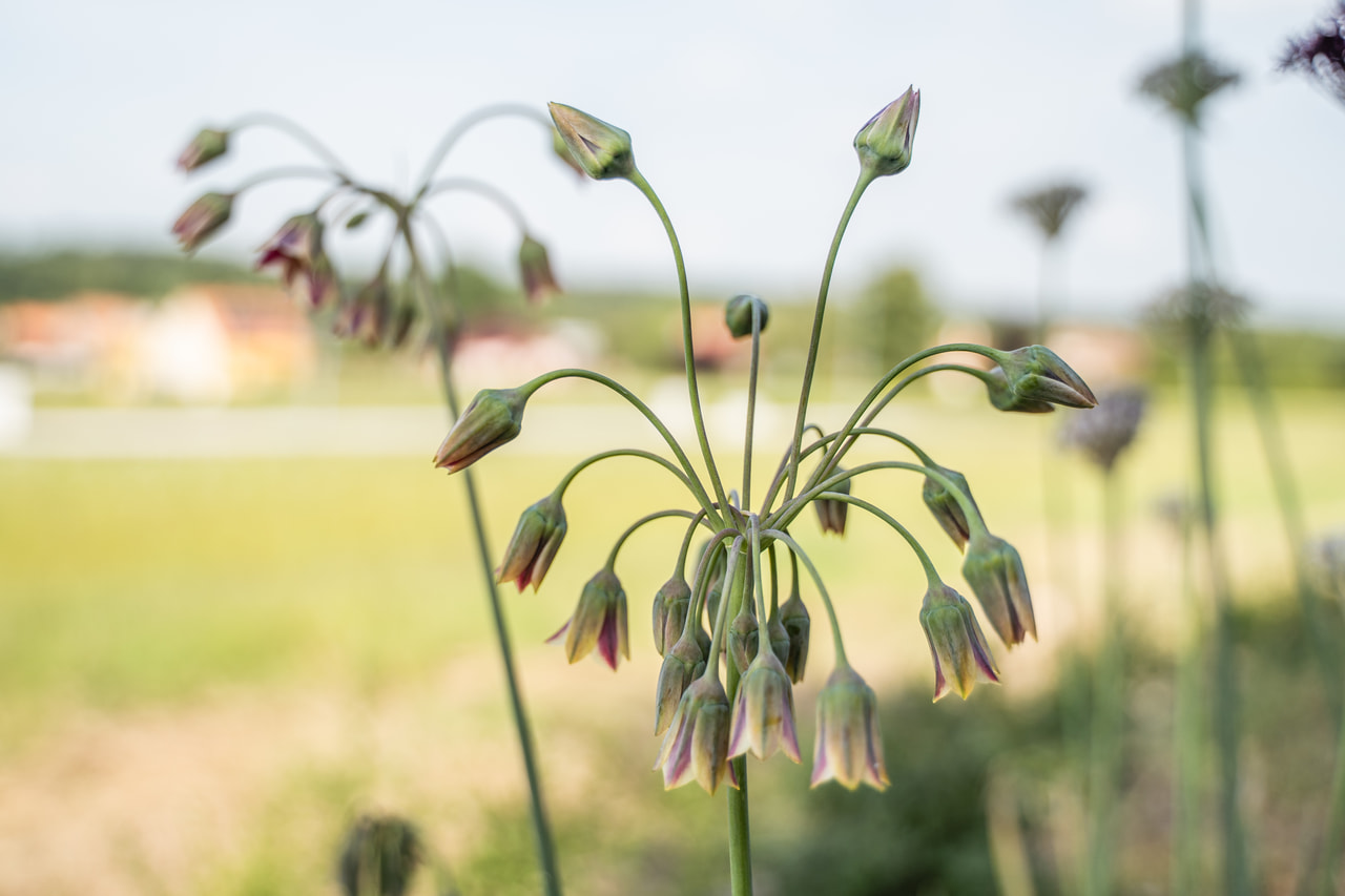 Allium siculum, Loukykvět