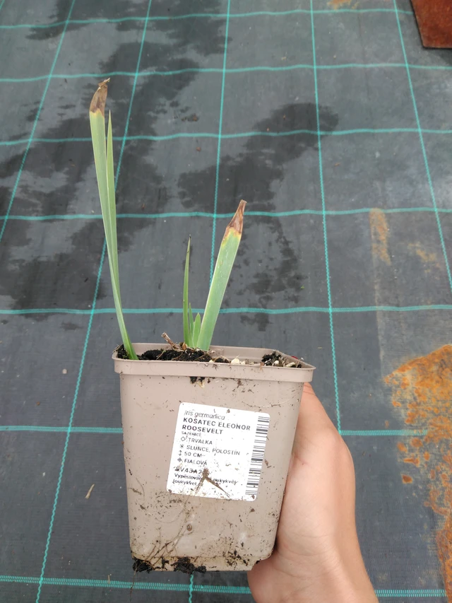 Kurjenmiekka Eleonor Roosevelt - 10. 9. 2025