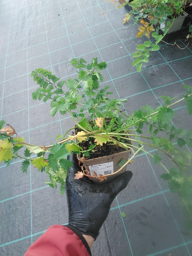 Pikkuluppio - 13. 10. 2025