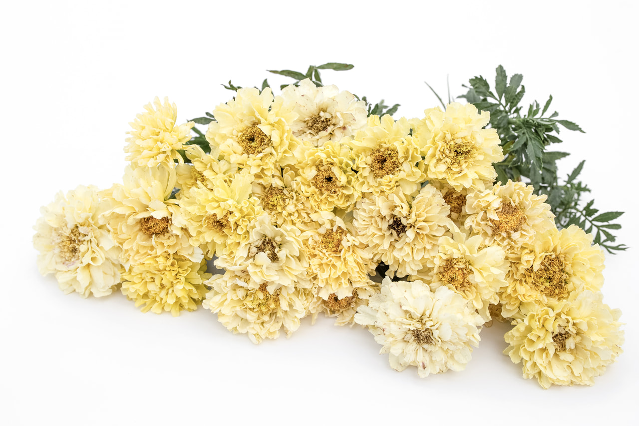 Afrikaantje Imperiale Creme, Loukykvět