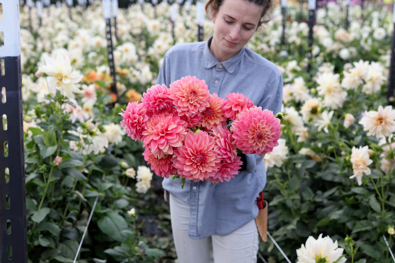 Dalia Scaur Swinton, Loukykvět