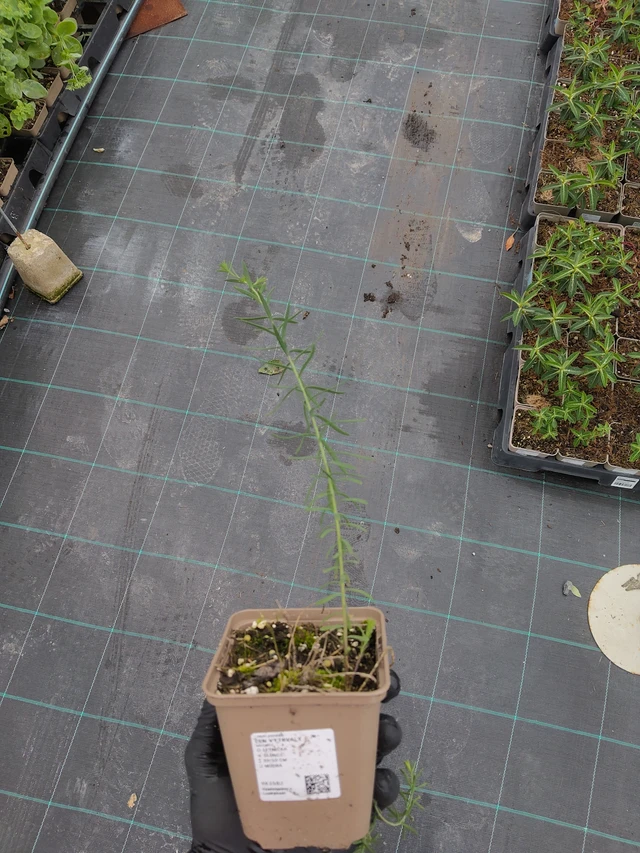 Sinipellava - 12. 9. 2025