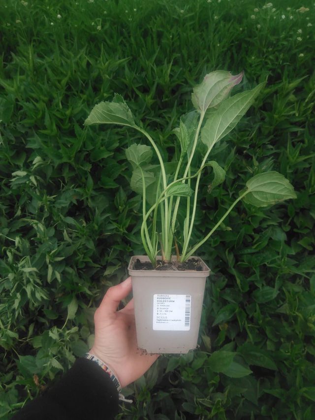 Sädepäivänhattu Goldsturm - 2024