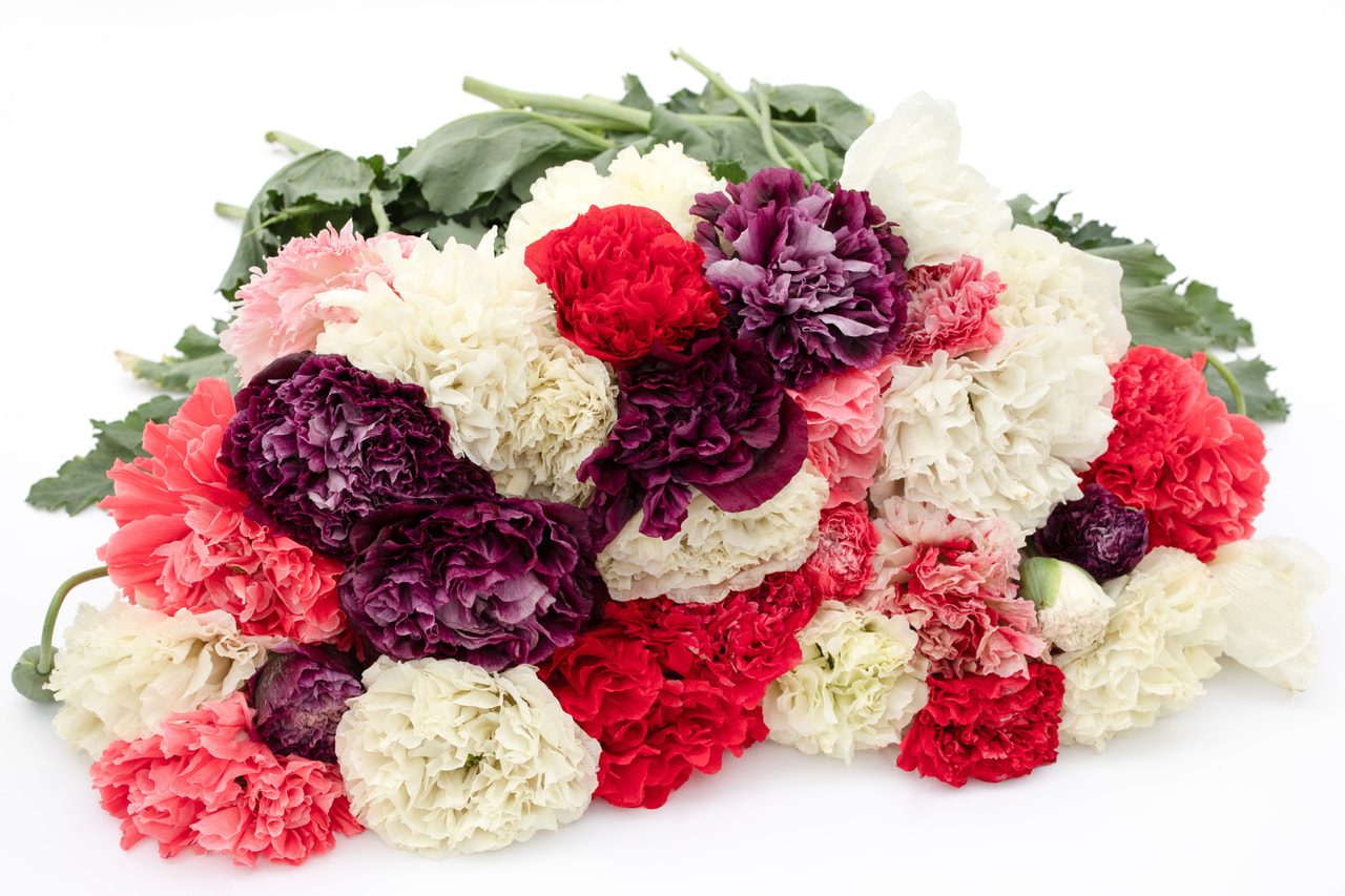 Amapola de peonía Antique Shades, Loukykvět