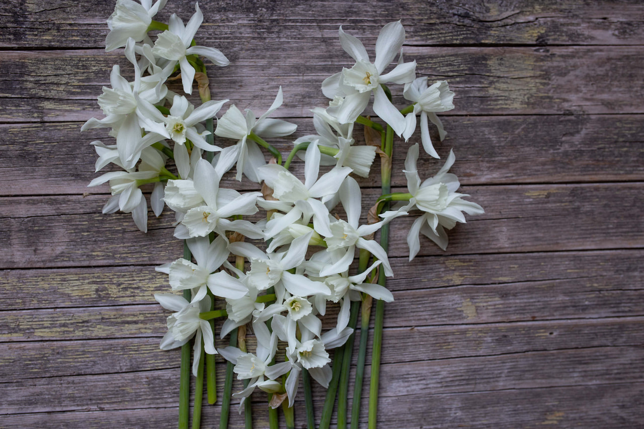 Narsissi Thalia, Loukykvět