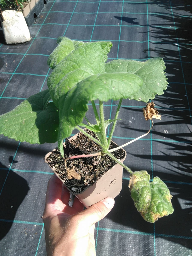 Měsíčnice fialová - 30. 6. 2025