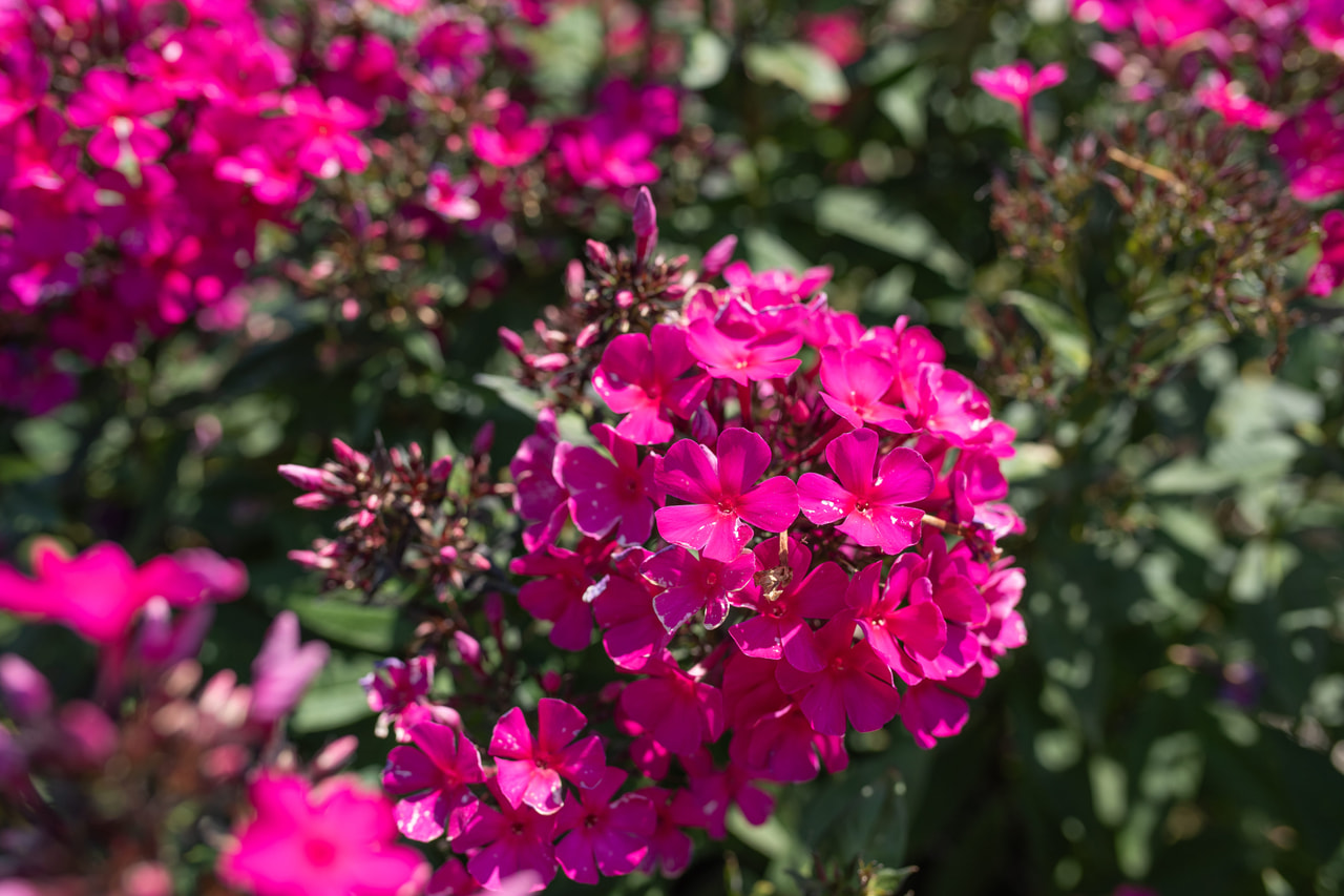 Syysleimu Sweet Summer Wine, Loukykvět