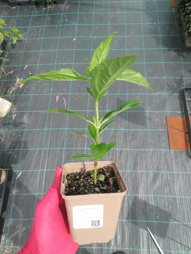 Auringonkukka Lemon Queen - 7. 7. 2025