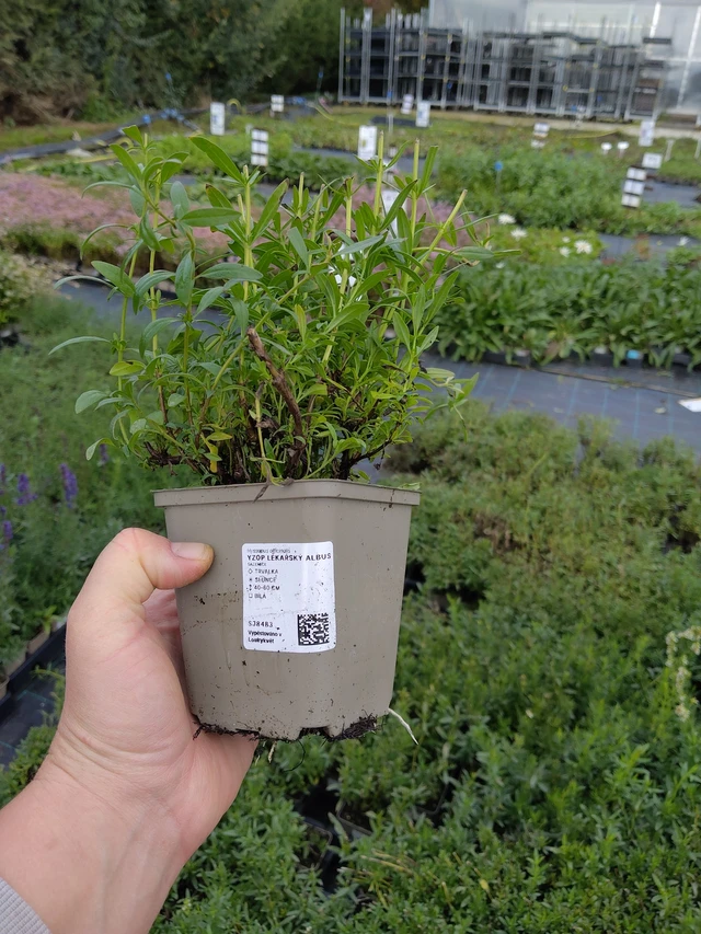 Hisopo Albus - 9. 10. 2025