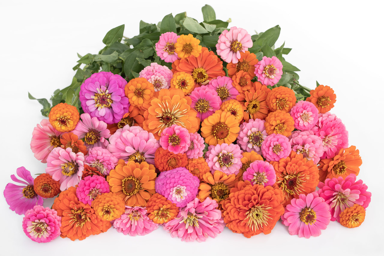 Zinnia Hubba Bubba Mix, Loukykvět