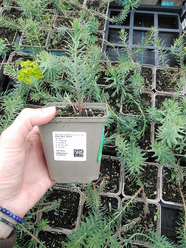 Euphorbia myrsinites - 9. 6. 2025