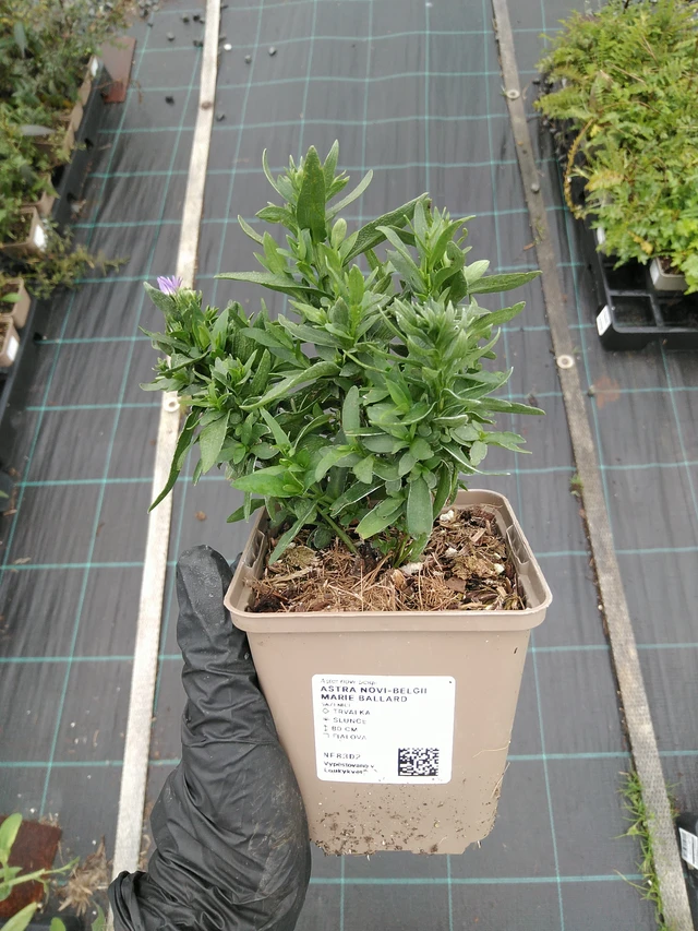 Aster novi-belgii Marie Ballard - 10. 9. 2025