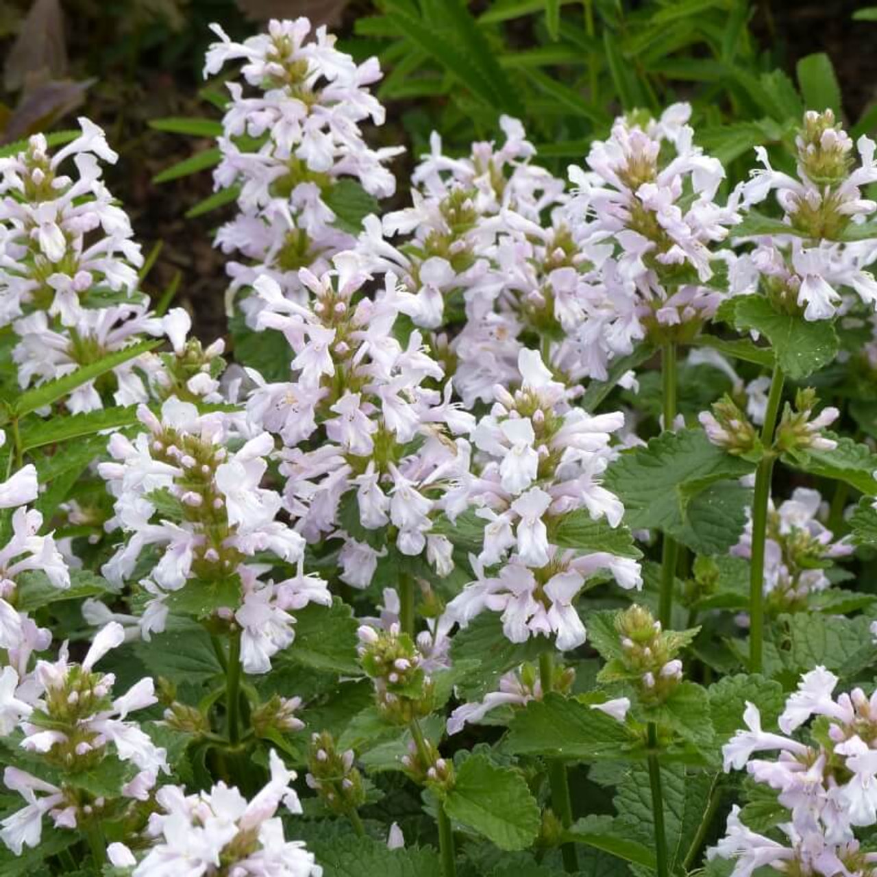 Pähkämö Morning Blush, Loukykvět