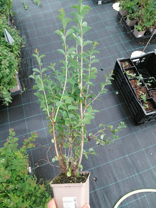 Symphoricarpos Magical Red Riding Hood - 28. 7. 2025