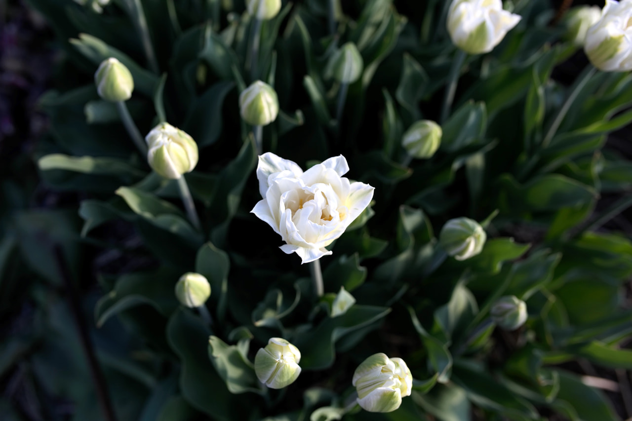 Tulppaani Mount Tacoma, Loukykvět