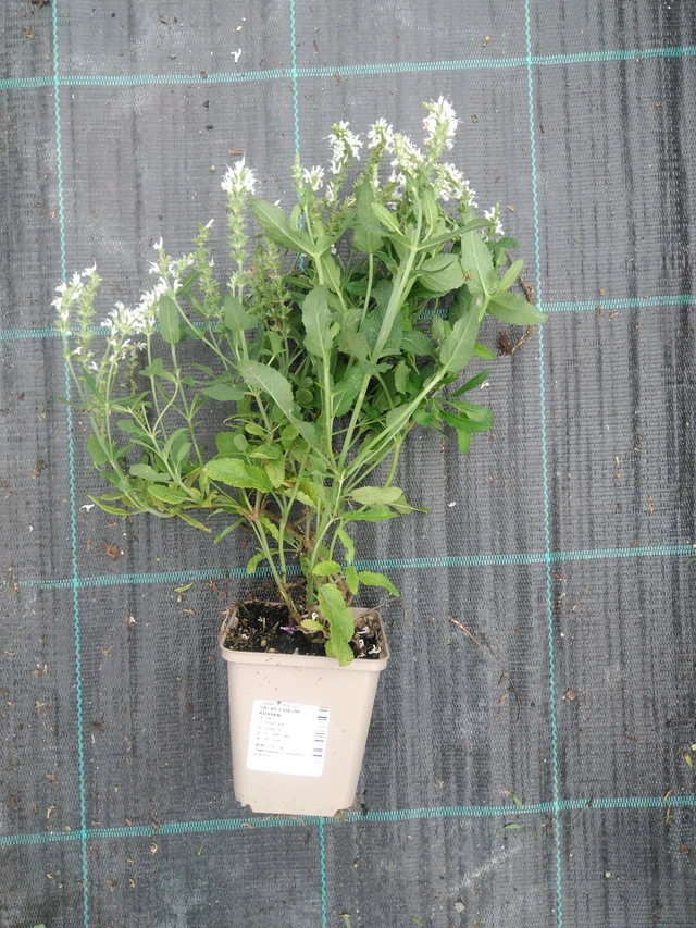 Salvia nemorosa Adrian - 2024