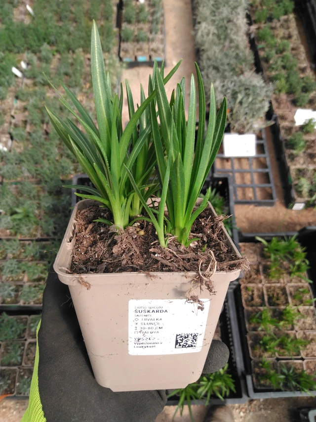 Punatähkä - 8. 4. 2025