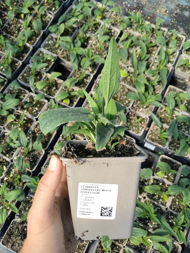 Echinacea SunSeekers White Perfection - 11. 8. 2026