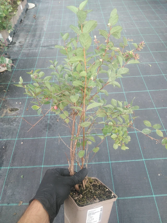 Symphoricarpos Magical Ruby Giant - 10. 9. 2025