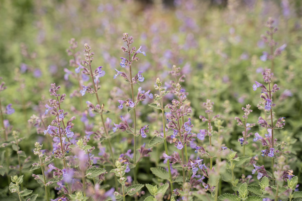 Kissanminttu Walker’s Low, Loukykvět