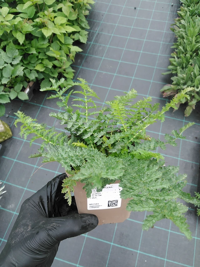 Filipéndula Plena - 4. 8. 2025