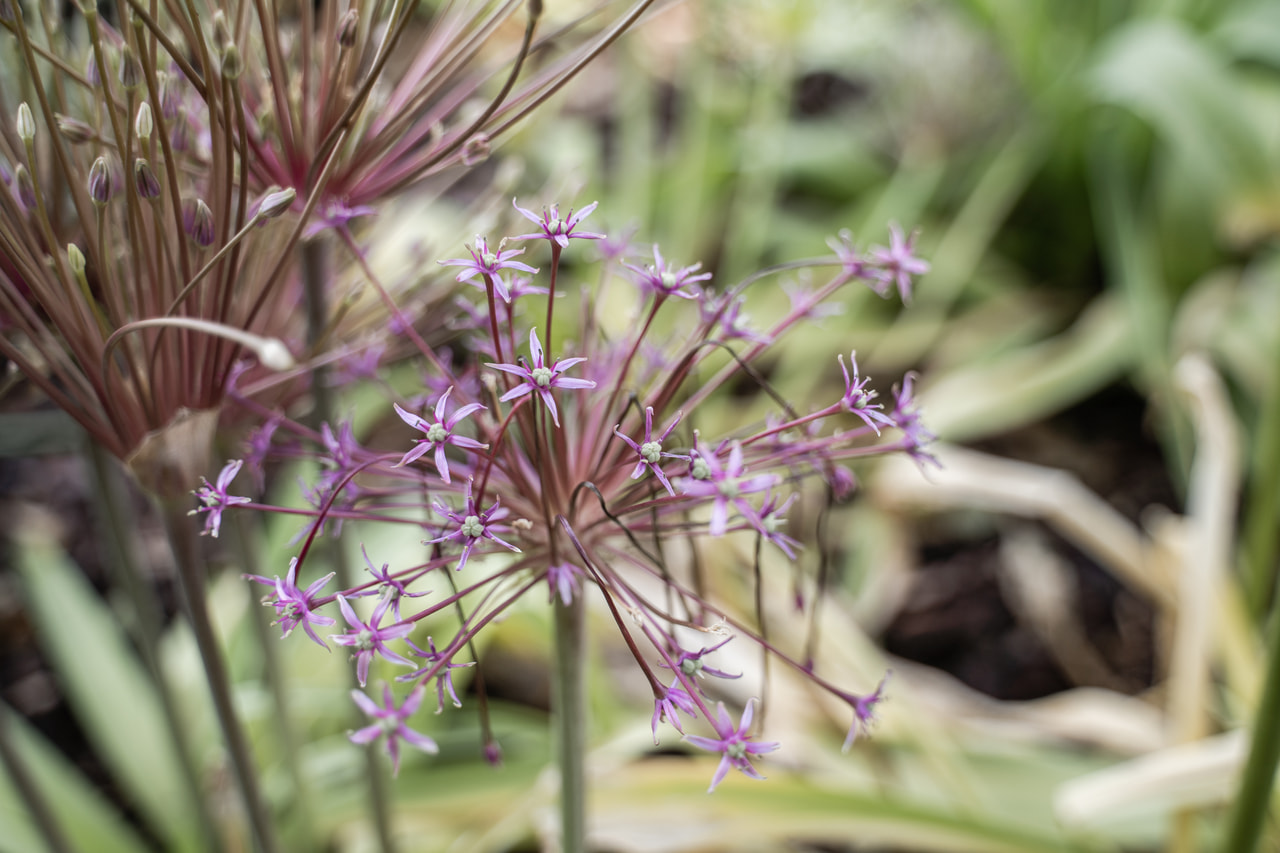 Allium schubertii, Loukykvět