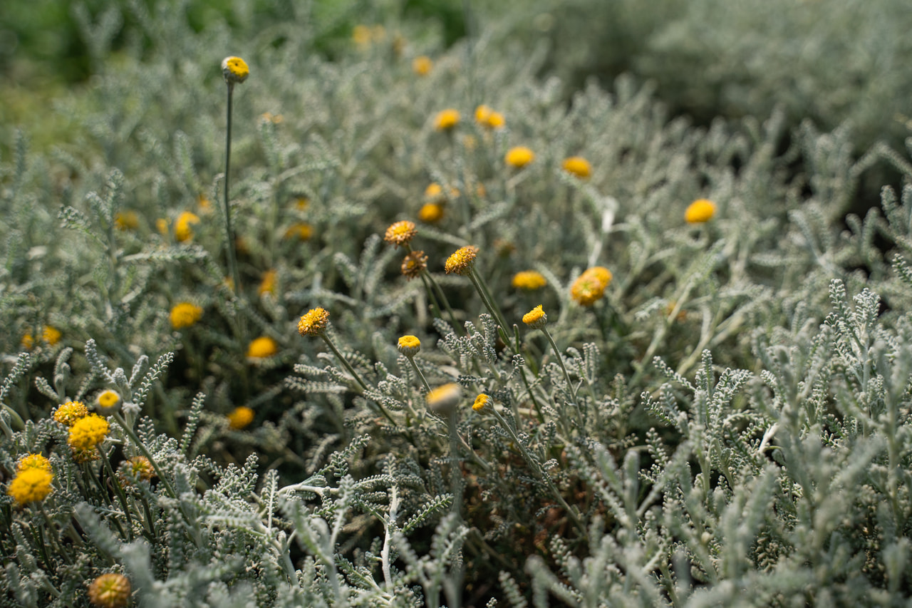Hopeasantoliina, Loukykvět