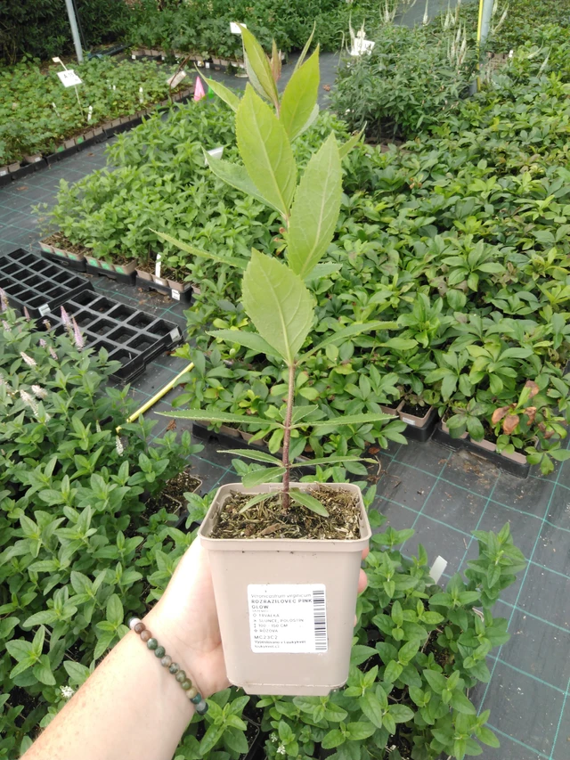 Tädykearvio Pink Glow - 2024