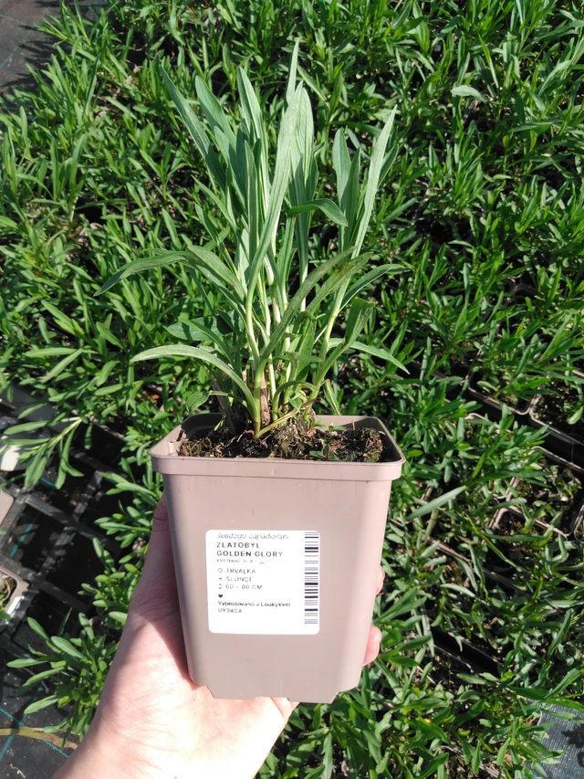 Piisku Golden Glory - 2024