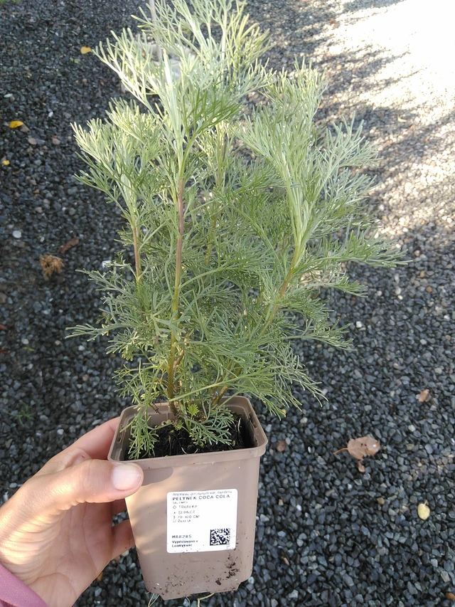 Artemisia Coca Cola - 11. 9. 2025