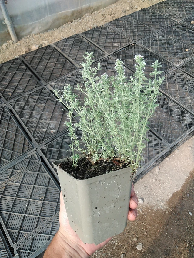 Ajuruoho Silver King - 1. 7. 2025