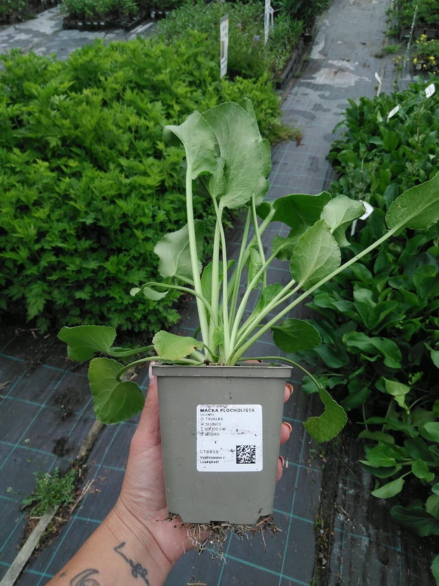 Sea Holly - 3. 6. 2026