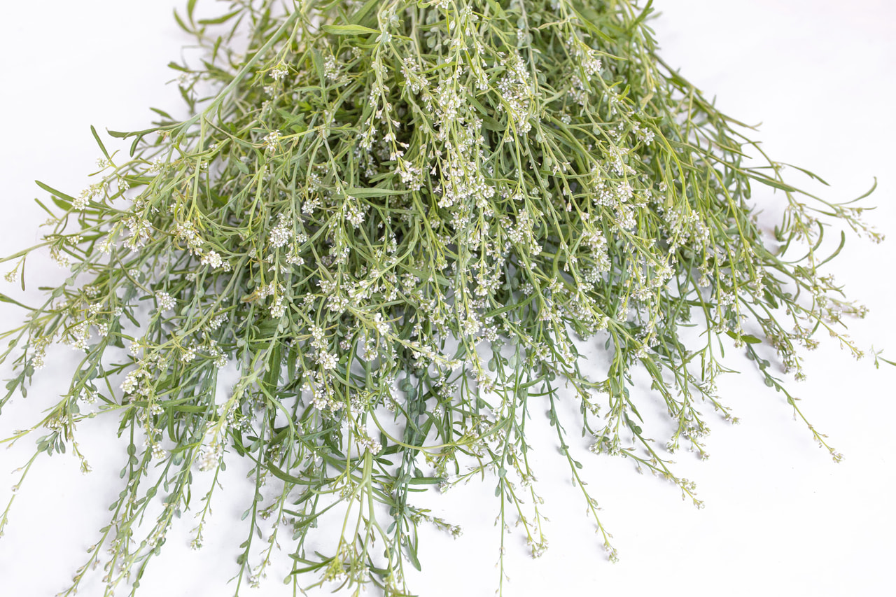 Tuinkers Common, Loukykvět