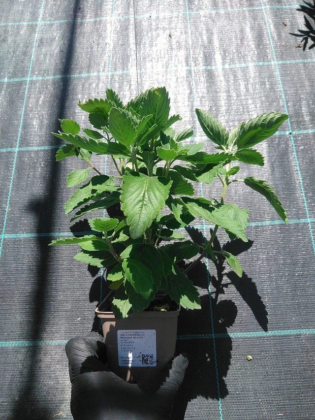 Caryopteris Pagoda Blush - 19. 8. 2025