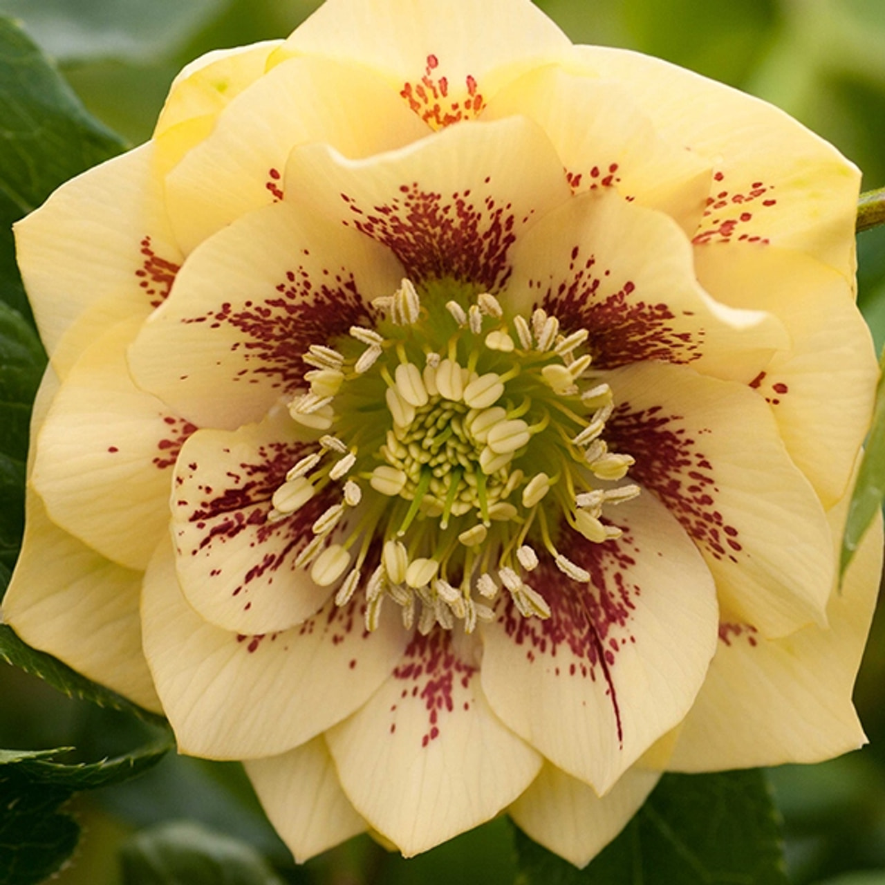 Jouluruusu Double Ellen Yellow Spotted, Loukykvět