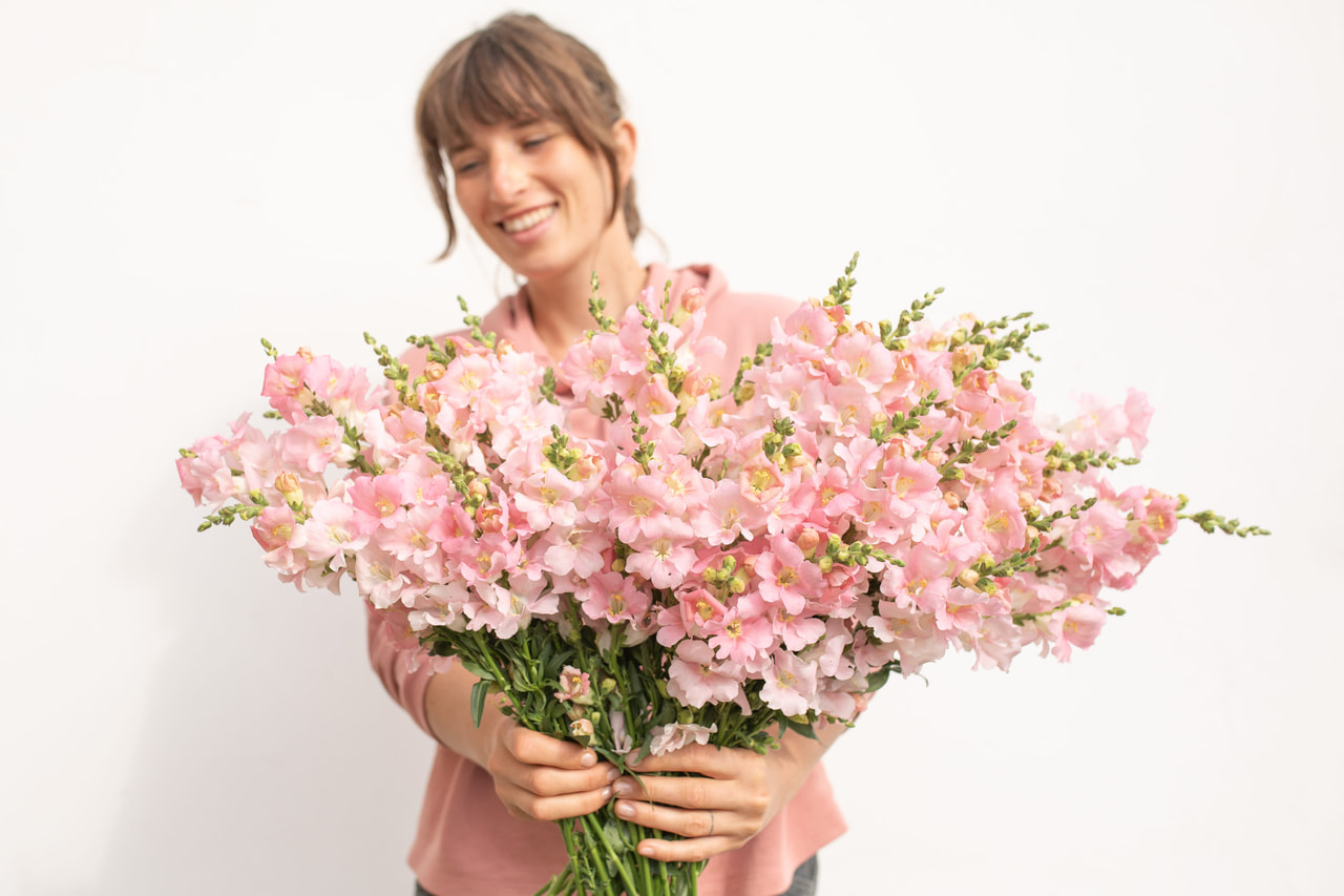 Leijonankita Frappe Light Pink, Loukykvět