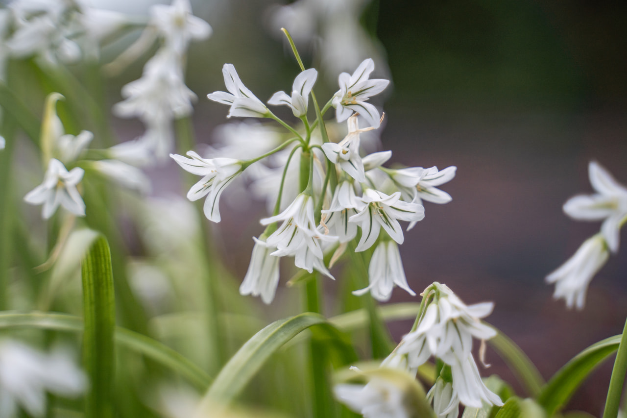 Allium triquetrum, Loukykvět