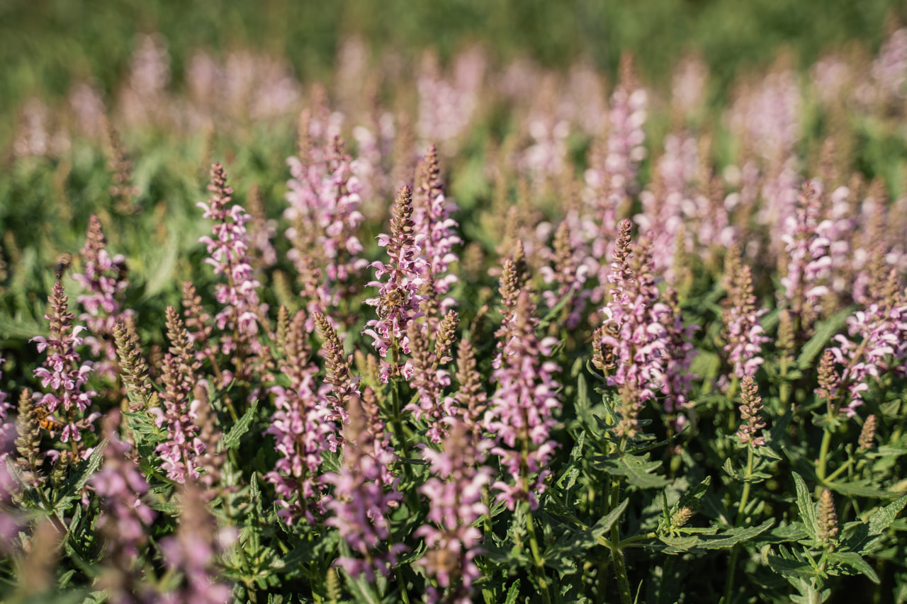Salvia Feathers Flamingo, Loukykvět