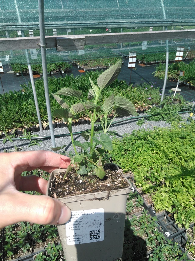 Jätti-iiso Black Adder - 24. 6. 2025