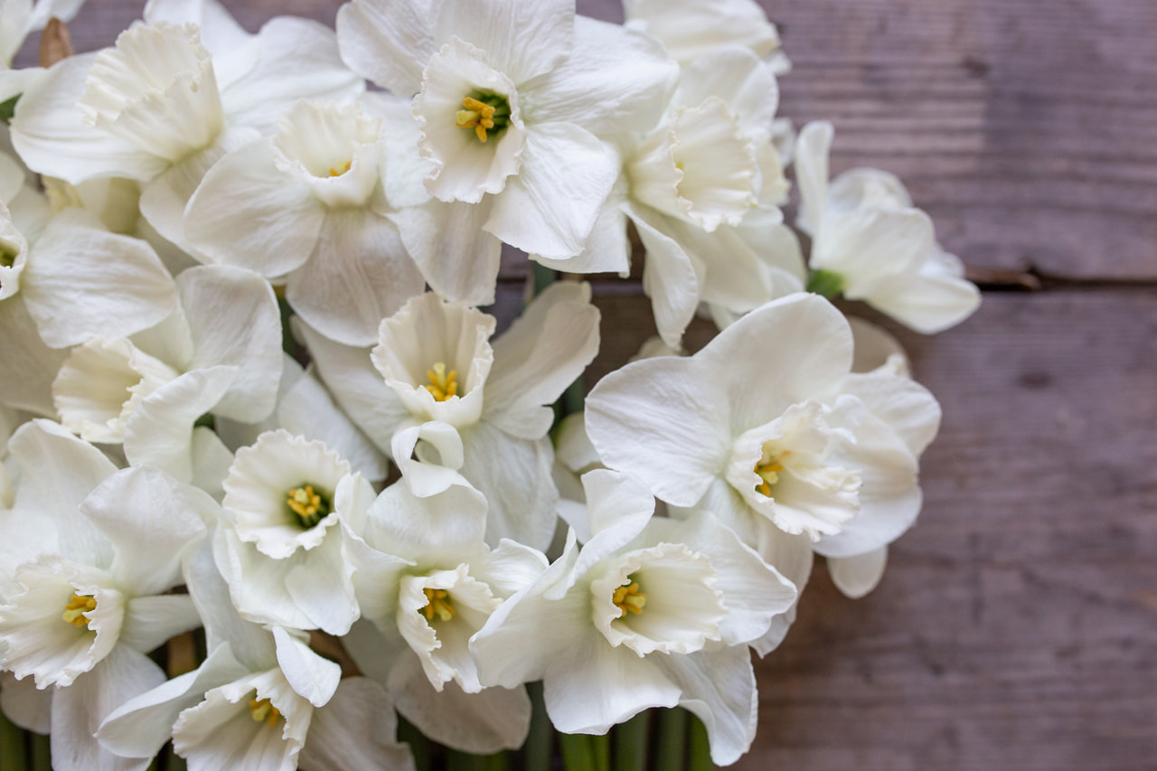 Narsissi Misty Glen, Loukykvět