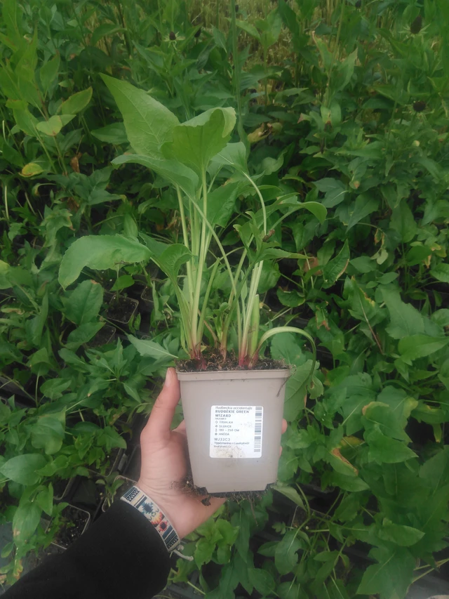 Päivänhattu Green Wizard - 2024