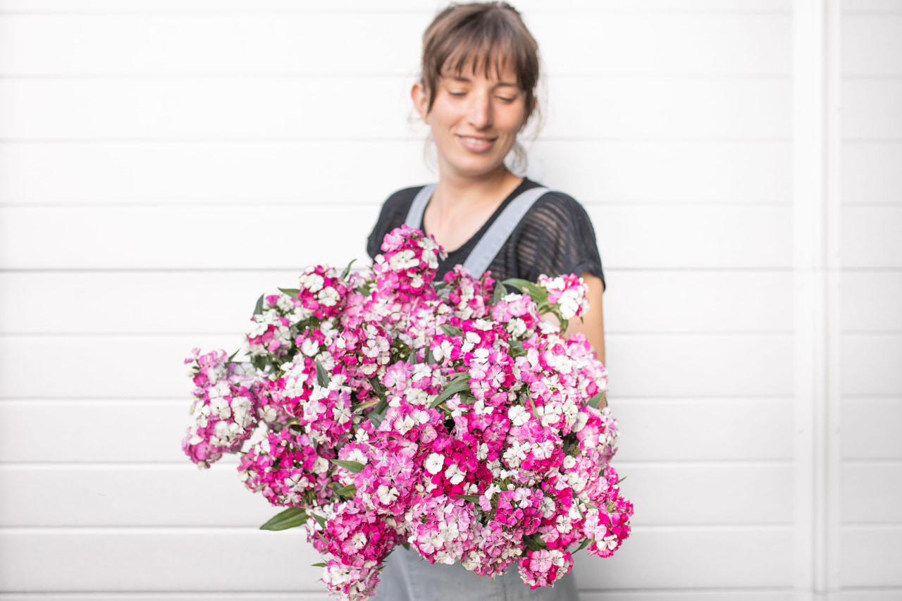 Clavel del poeta Barbienne Appleblossom, Loukykvět