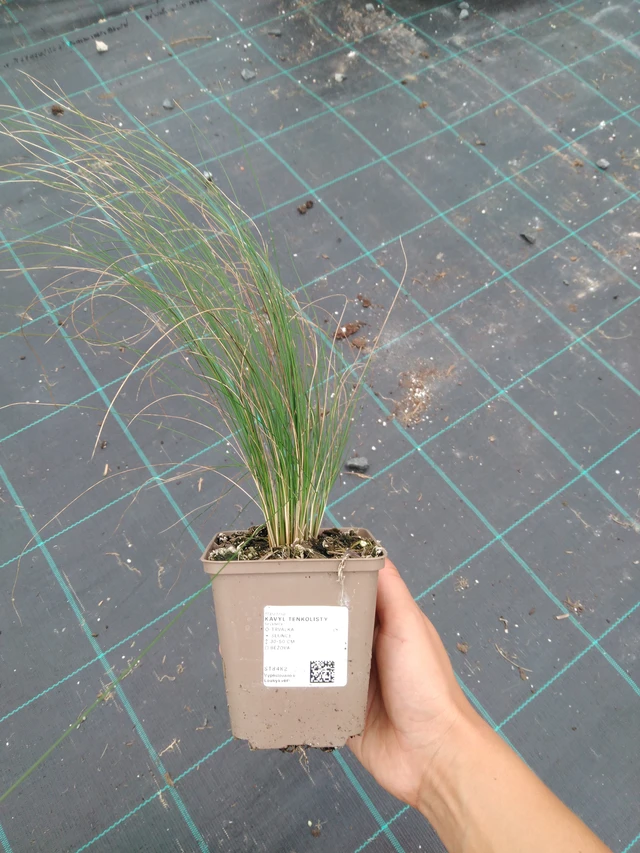 Estipa tenuissima - 10. 9. 2025