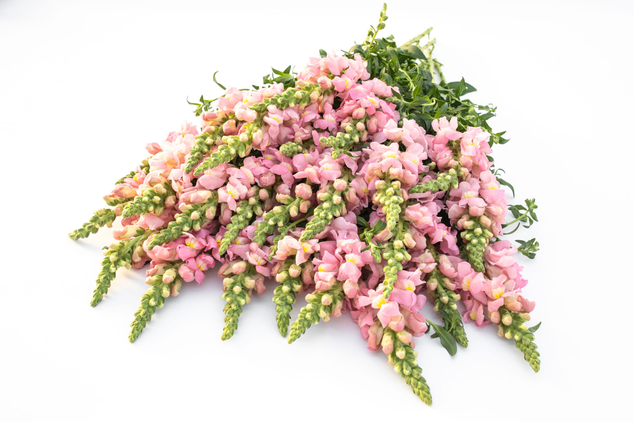 Leijonankita Costa Light Rose, Loukykvět