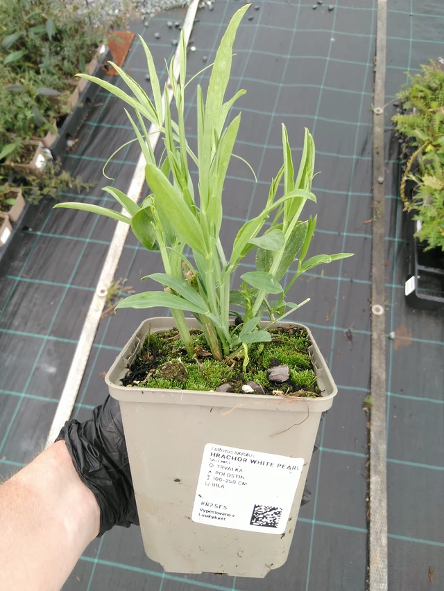 Tuoksuherne White Pearl - 10. 9. 2025