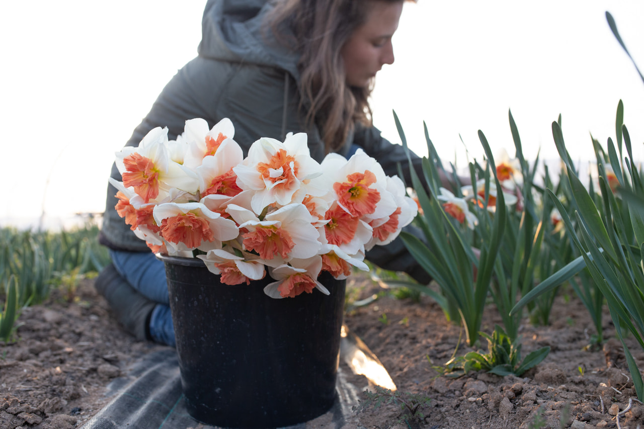 Narsissi Precocious, Loukykvět