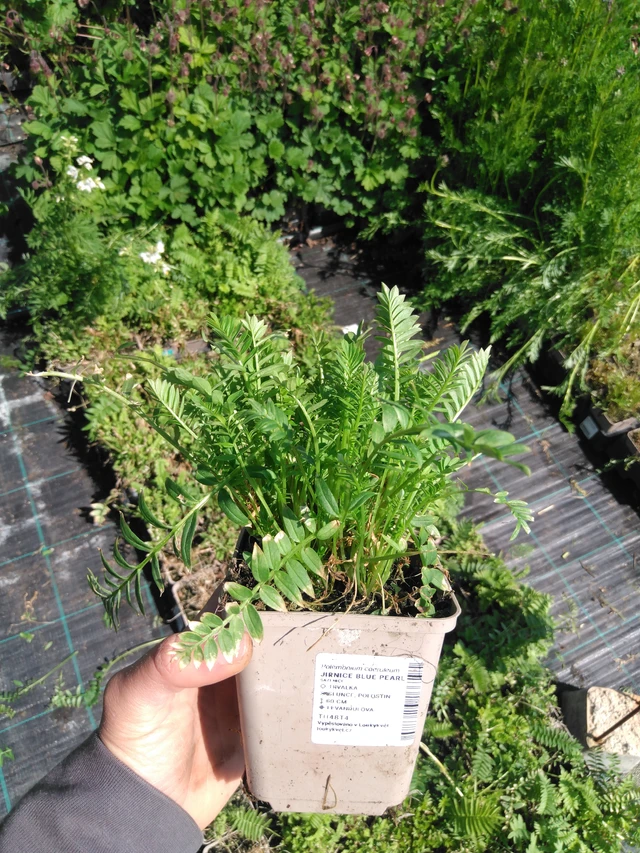 Sinilatva Blue Pearl - 13. 5. 2025