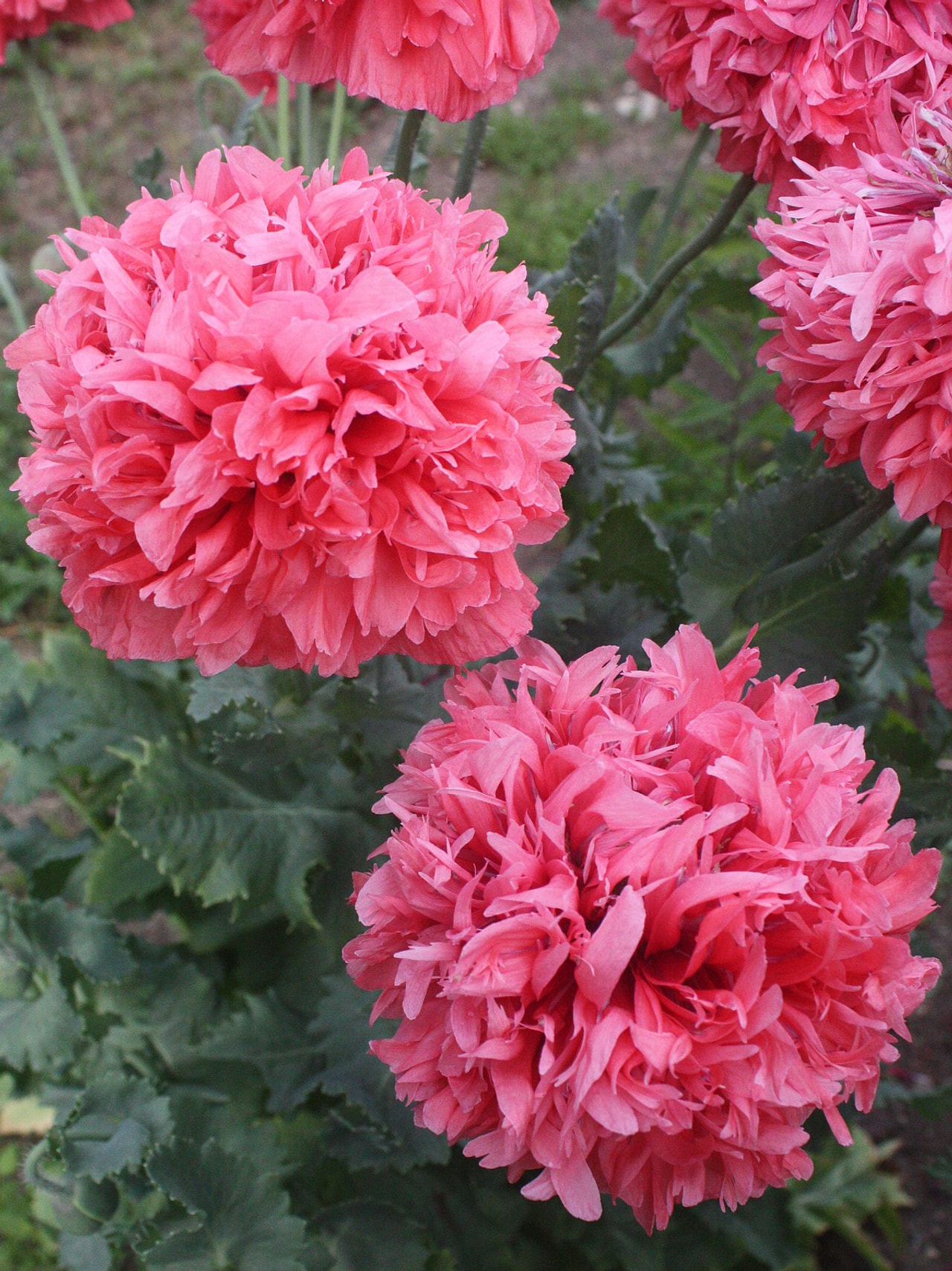 Pæonvalmue Salmon, Loukykvět