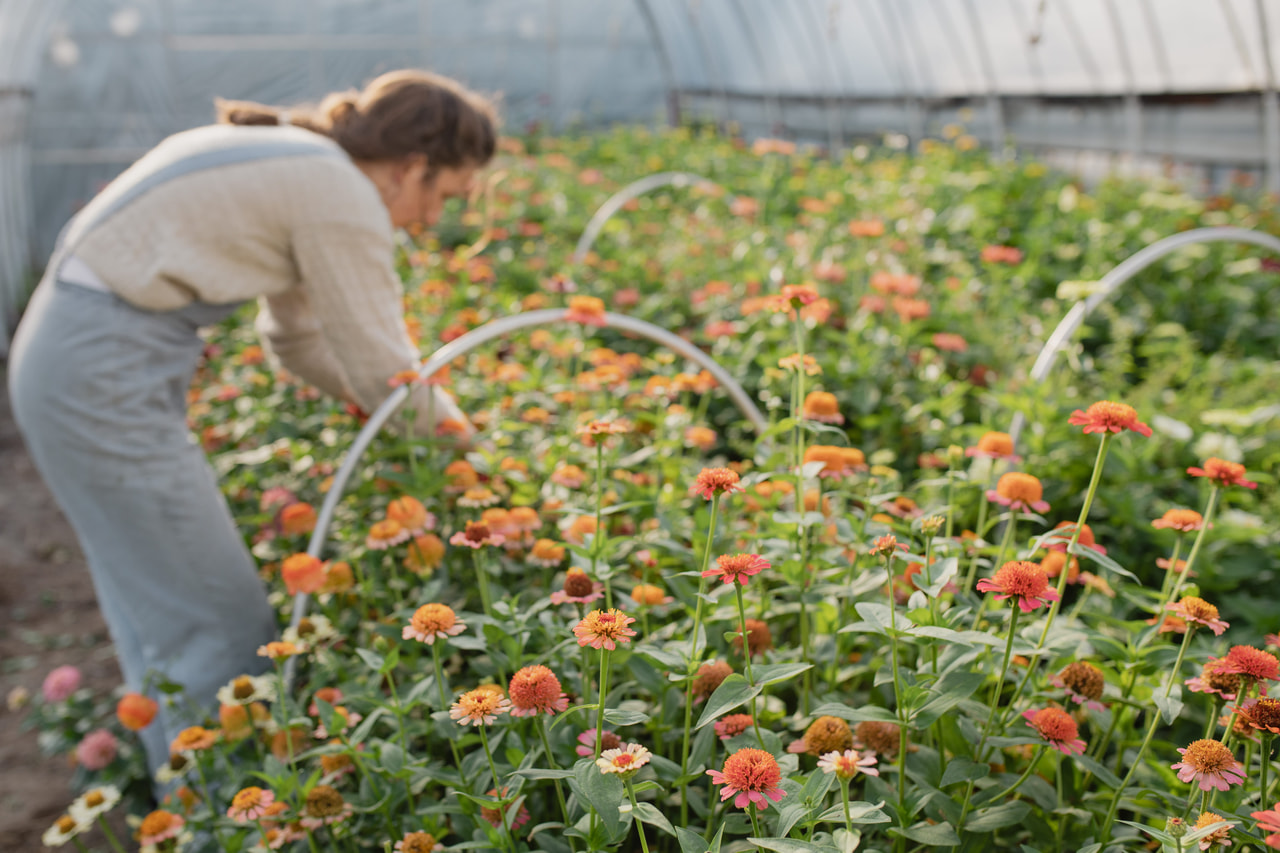 Tsinnia Zinderella Peach, Loukykvět