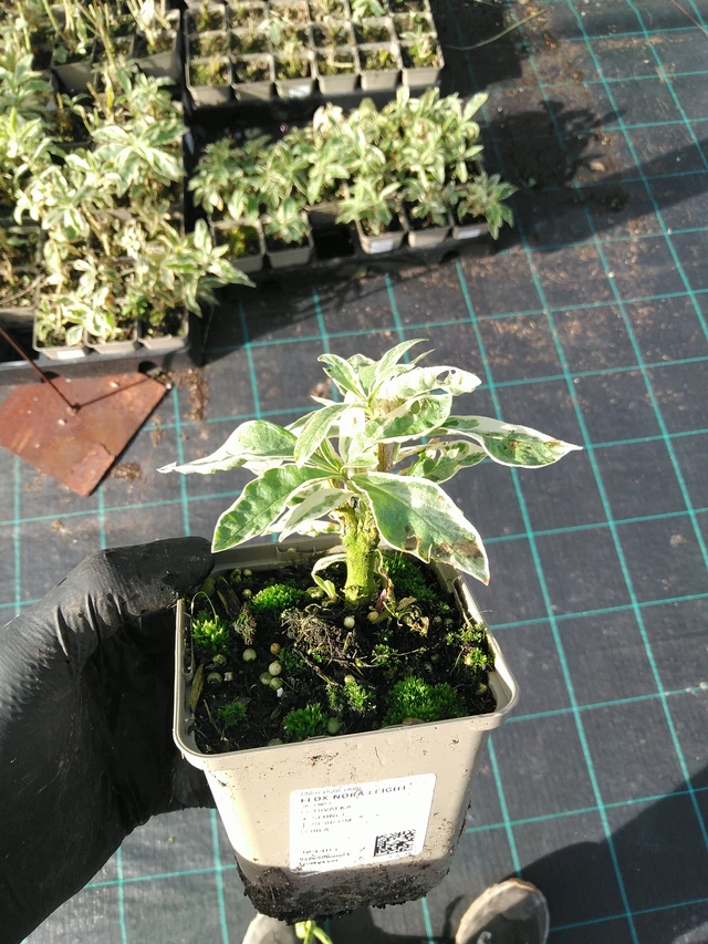 Syysleimu Nora Leight - 31. 10. 2025